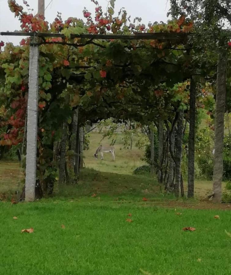 Quinta Do Santinho Villa Амаранте Екстериор снимка